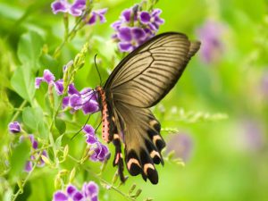 Số đề con bướm may mắn mang lại tài lộc cho bạn? Đánh bao nhiêu để thắng lớn? 8