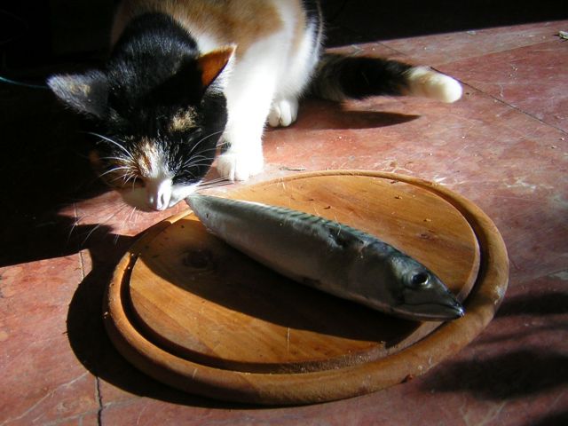 điềm báo mơ thấy mèo ăn cá 
