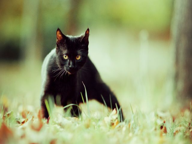 mơ thấy con mèo màu đen