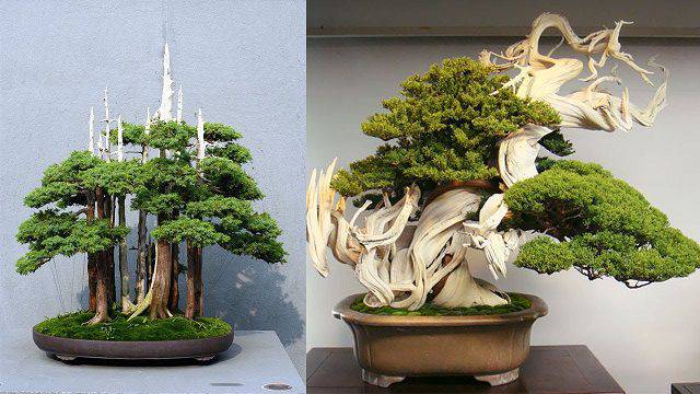 giải mộng giấc mơ thấy cây bonsai cổ thụ