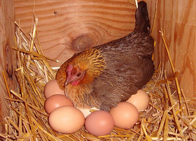 mơ gà mái ấp trứng