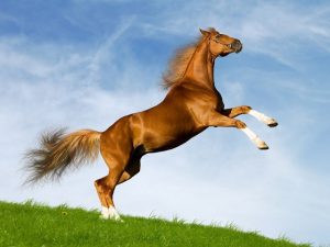 Nằm mơ thấy ngựa đánh đề con gì? Điềm nào báo khi mơ thấy ngựa? 3