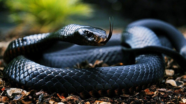 chiêm bao thấy rắn màu đen