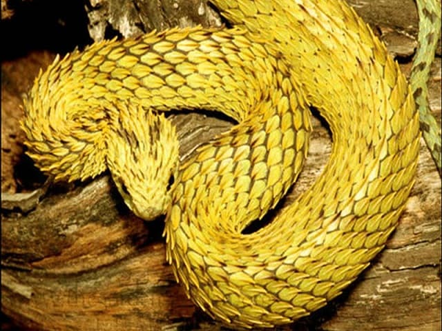 Mộng thấy rắn vàng cắn