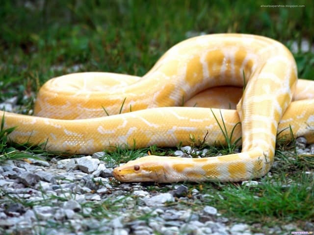 mộng thấy rắn vàng - trắng