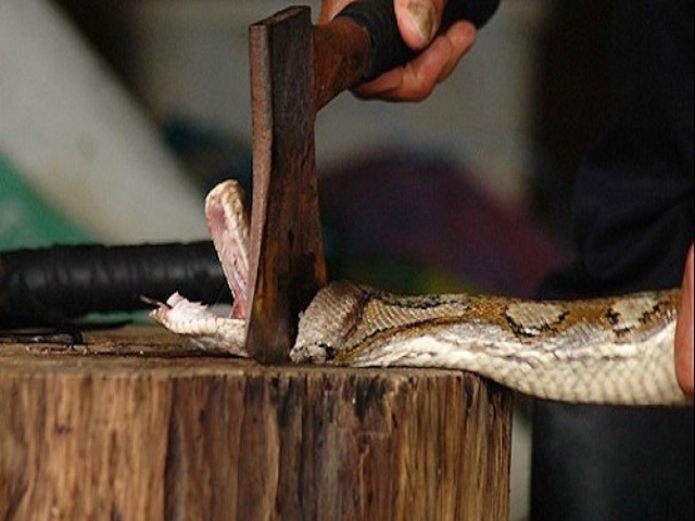 Nằm mơ thấy rắn bị chặt đầu đánh đề con gì? Là điềm tốt hay xấu? 1