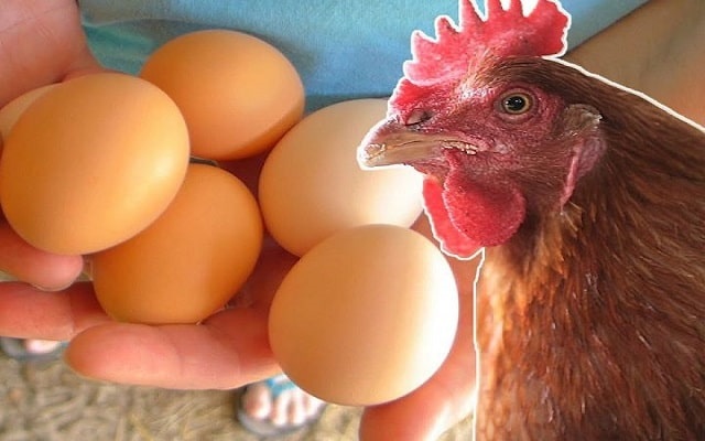 mơ thấy gà mái đẻ trứng to