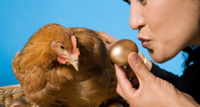 Giải mã giấc mơ thấy gà đẻ trứng có điềm báo gì? Ý nghĩa nó ra sao? 1