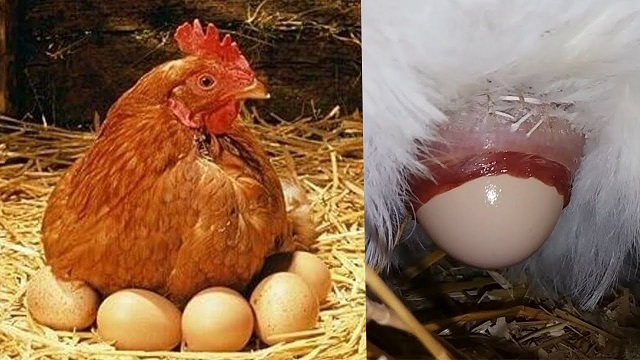 chiêm bao thấy gà mái đẻ trứng