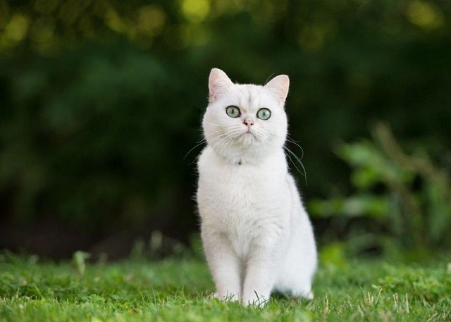 mơ thấy mèo trắng đánh số mấy