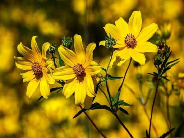 mơ thấy hai bông hoa màu vàng