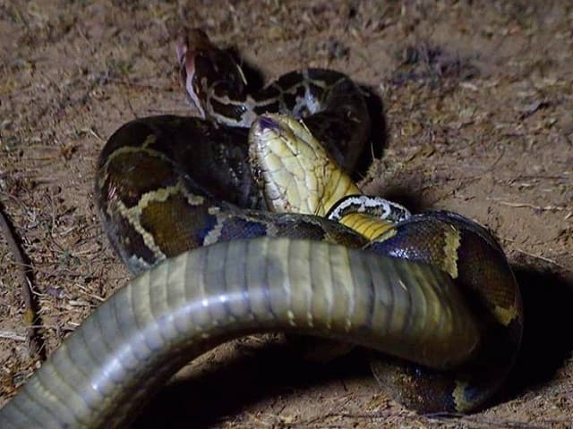 Mộng thấy rắn giết rắn