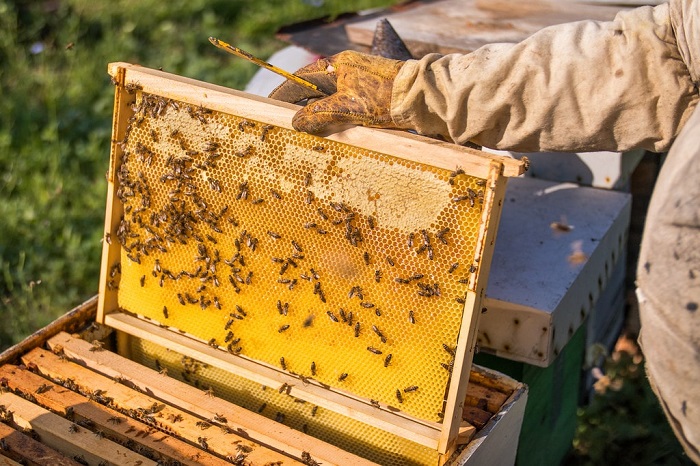 Giải mã giấc mơ thấy ong. Điềm báo trong giấc mơ thấy con ong là gì? 6