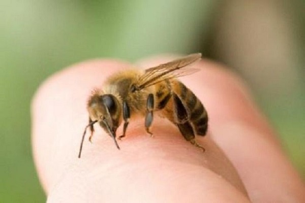 Giải mã giấc mơ thấy ong. Điềm báo trong giấc mơ thấy con ong là gì? 5