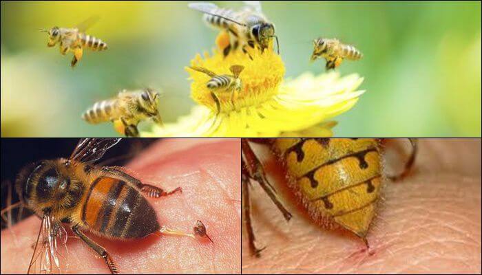 Giải mã giấc mơ thấy ong. Điềm báo trong giấc mơ thấy con ong là gì? 4